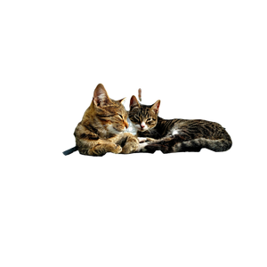 Two Tabby Cats Peacefully Resting On A Tin Roof Outdoors In A Serene Setting. 13149 - Cat PNG image with transparent background